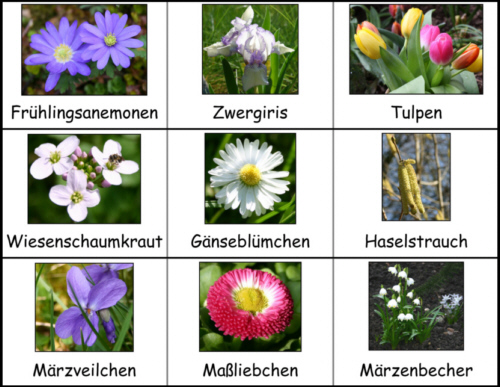 47+ Fruehlingsblumen bilder und namen , FrühblüherLeporello Lösung MedienwerkstattWissen © 20062017
