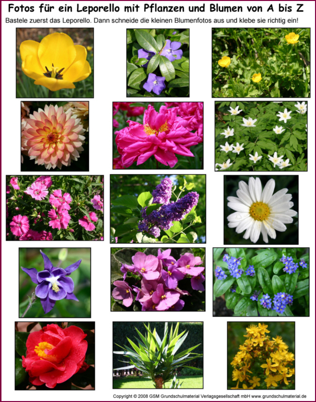 33++ Blumen namen mit bild , Leporello Blumen und Pflanzen von A bis Z Fotos Medienwerkstatt