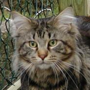 Featured image of post Main Coon Mischling Charakter