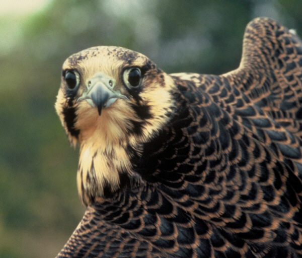 Falken - Fotos - Medienwerkstatt-Wissen © 2006-2017 Medienwerkstatt