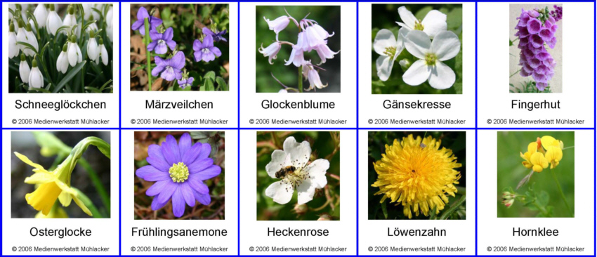36++ Heimische wiesenblumen namen und bilder , Blumen Und Namen My Flowers
