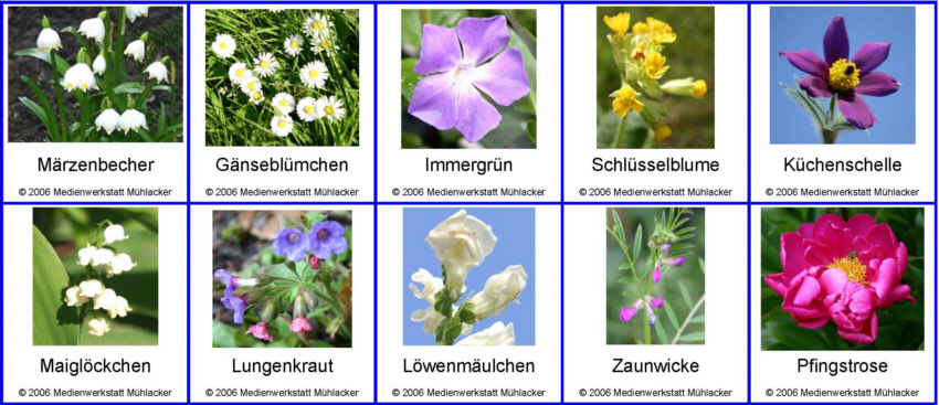 43++ Sommerblumen bilder mit namen , Blumen Und Namen My Flowers