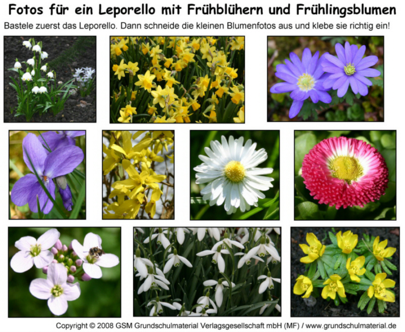 39+ Fruehblueher namen und bilder , Fotos für ein FrühblüherLeporello MedienwerkstattWissen © 20062021