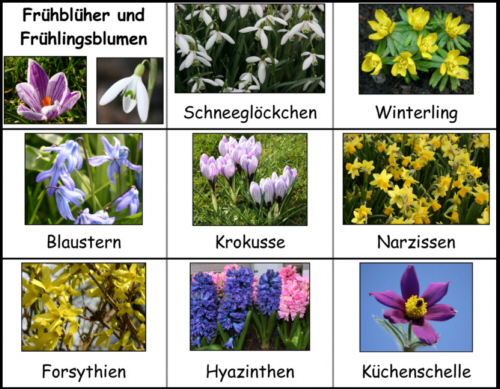 45++ Blumen namen mit bild , FrühblüherLeporello Lösung MedienwerkstattWissen © 20062017