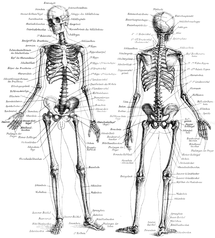 Das Skelett des Menschen (Abbildung von 1888) - Medienwerkstatt-Wissen ©  2006-2024 Medienwerkstatt