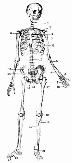 Das Skelett des Menschen (Abbildung von 1888) - Medienwerkstatt